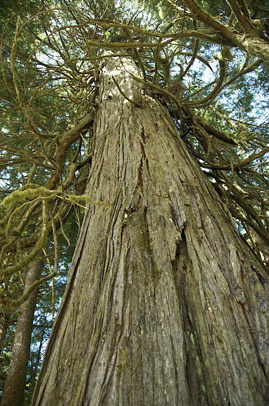 arbre géant - giant tree
