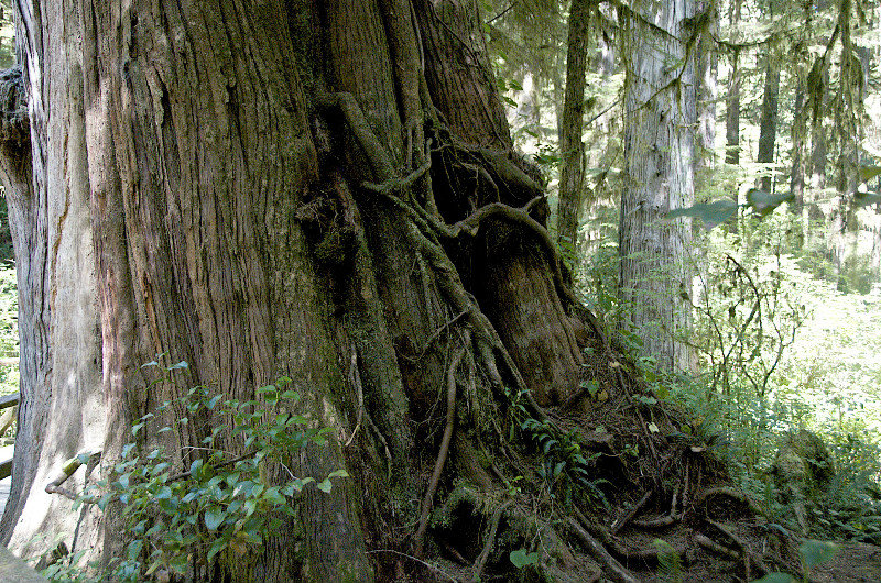 tronc d'arbre géant - giant tree trunk
