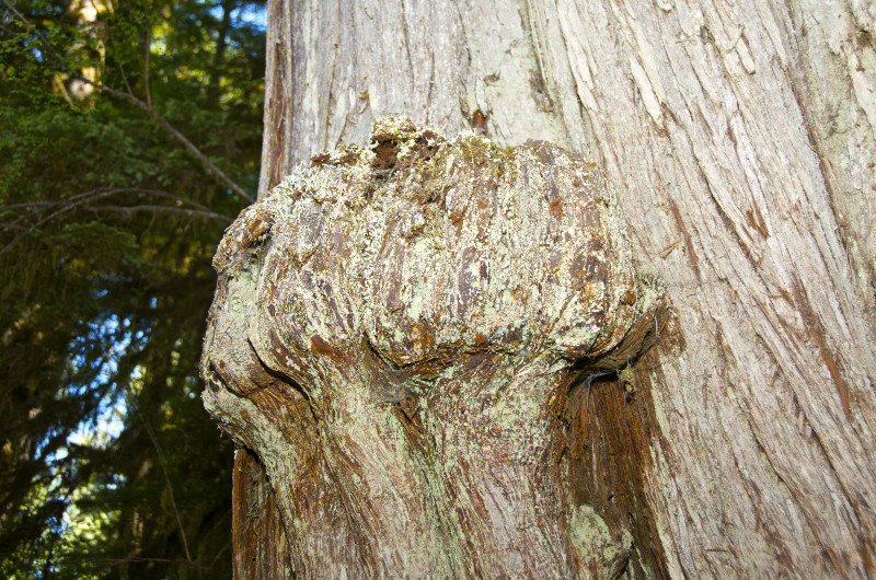 tronc d'arbre géant - giant tree trunk