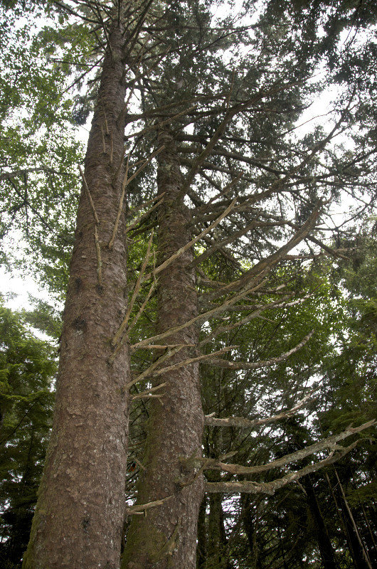 arbres géants - giant trees