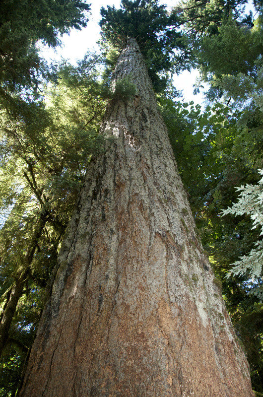 le plus grand Pin de Douglas - the tallest Douglas fir