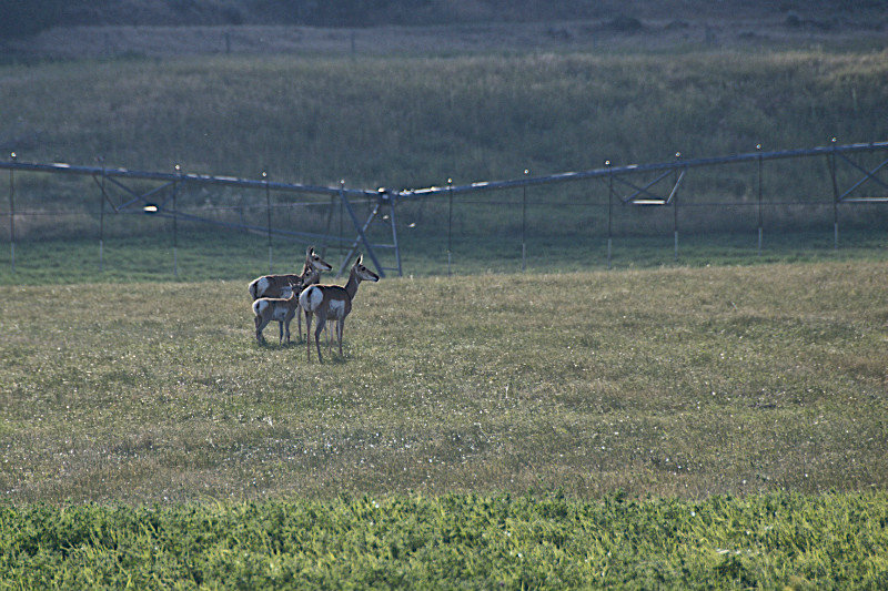 chevreuil - deer