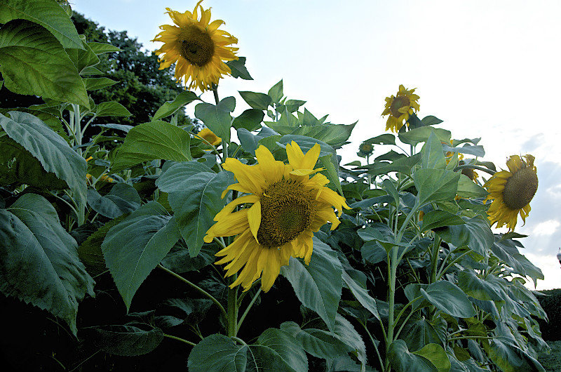 tournesols - sunflowers