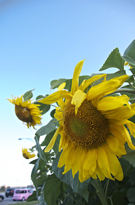 tournesols - sunflowers