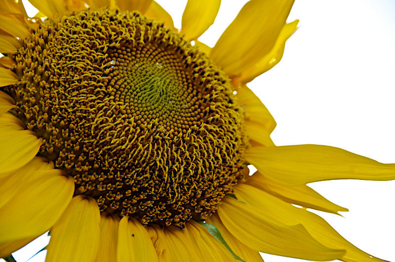 tournesol - sunflower