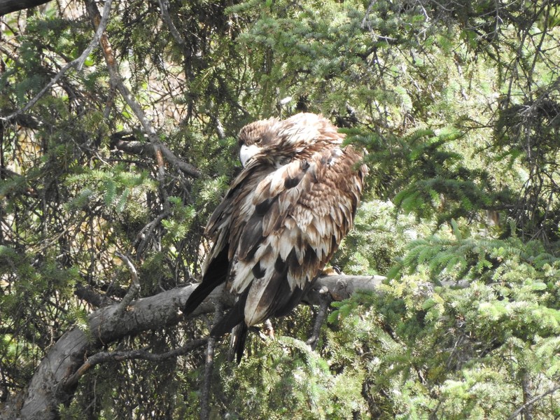 Jeune aigle à tête blanche - Young bald eagle