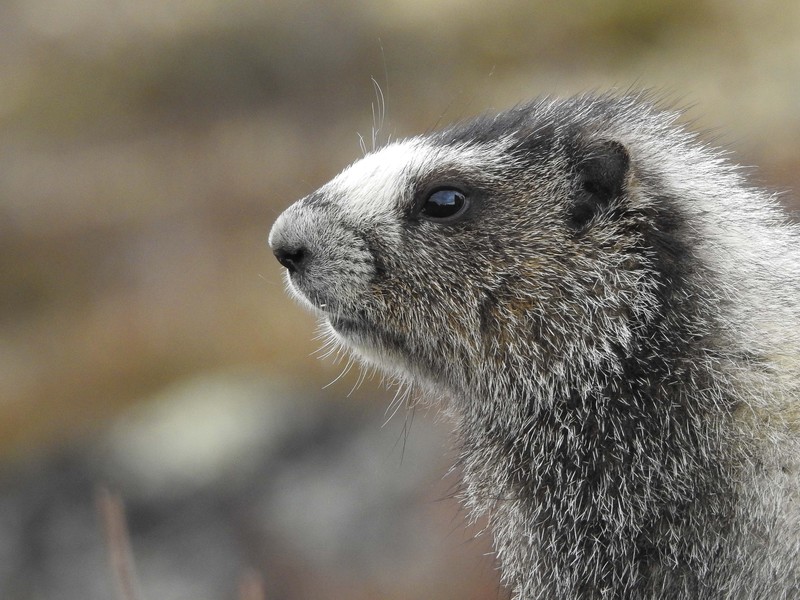 Marmotte - Marmot