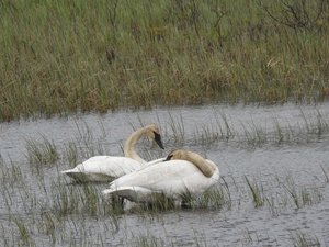 Cygnes - Swans