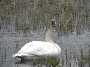 Cygne trompette - Swan