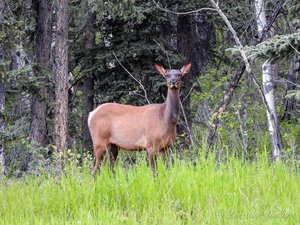 Wapiti - Elk