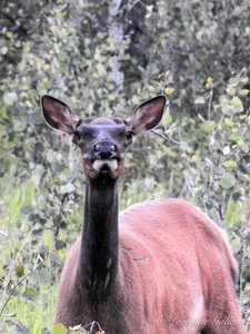 Wapiti femelle - Female elk