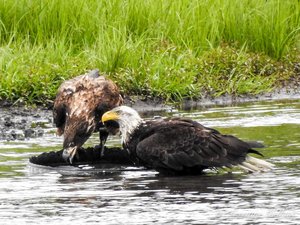 Aigle adulte et son rejeton - Mature eagle with its offspring