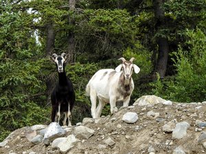 Chèvres - Goats