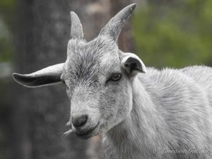 Petite chèvre grise - Young grey goat