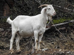 Chèvre - Goat
