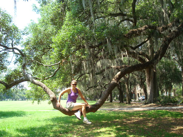 Savannah Tree