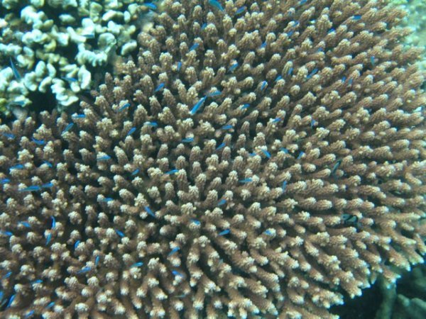 coral 3