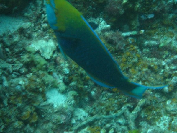 colourful fish