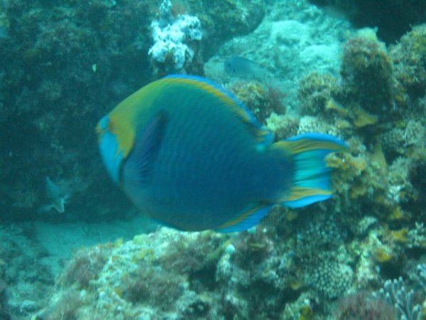 colourful fish 2