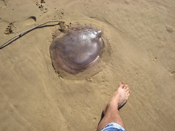 Jelly Fish on the beach