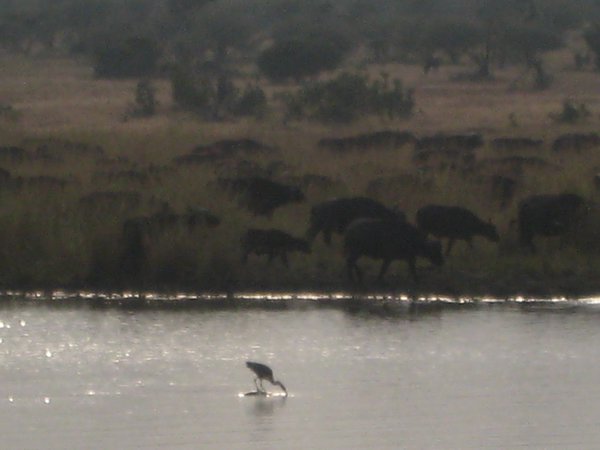 Water Buffalo 
