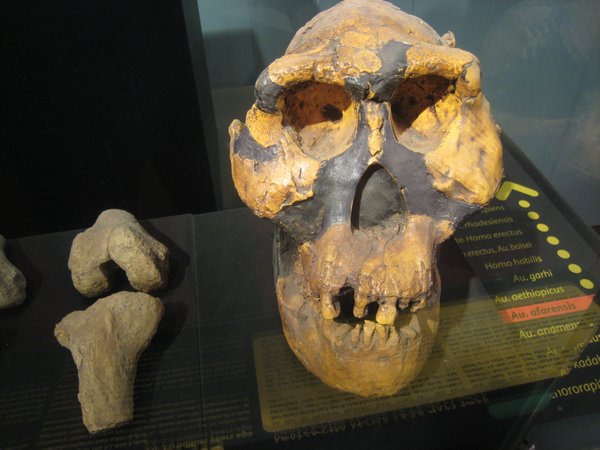 3.3 Million yr old human ancestor skull