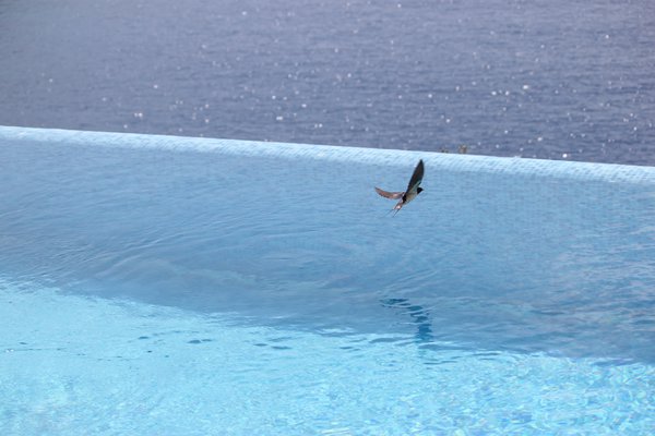 One of our locals enjoying the pool