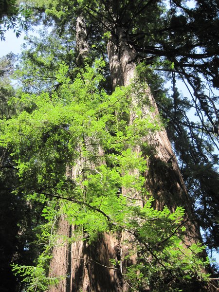 Redwoods climbing into the sky