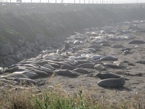 Elephant seals!
