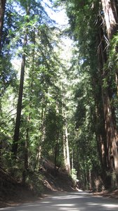 Coastal Redwoods at Big Sur State Park