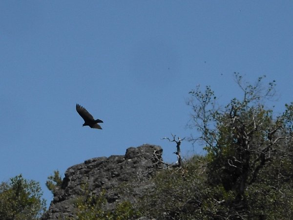 A turkey vulture