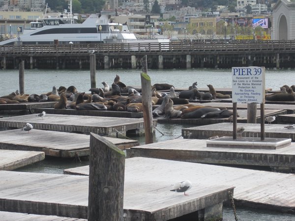 Seals by Pier 39