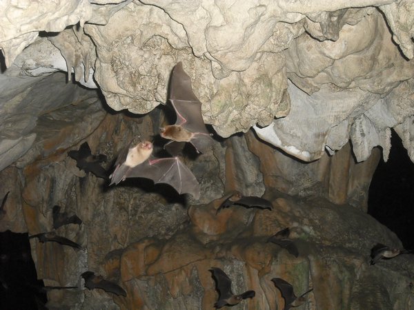 more bats