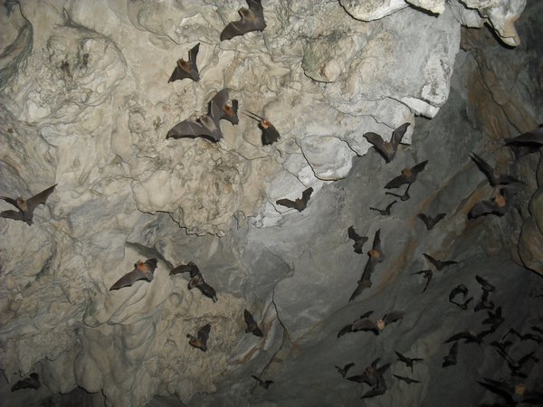 more bats