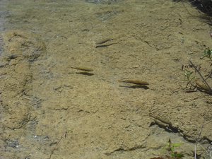 semuc champey