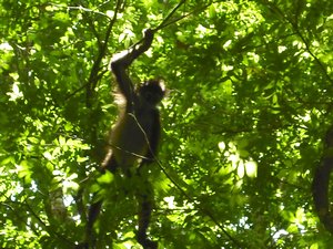 Tikal monkey