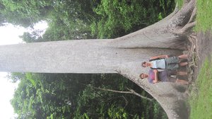 Big tree at Tikal