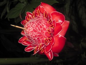 Copan flower