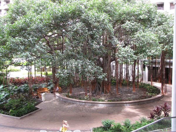 Banyan Tree in Hale Koa Hotel Lobby