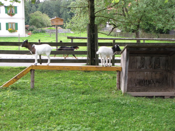 Goats at Wies Church