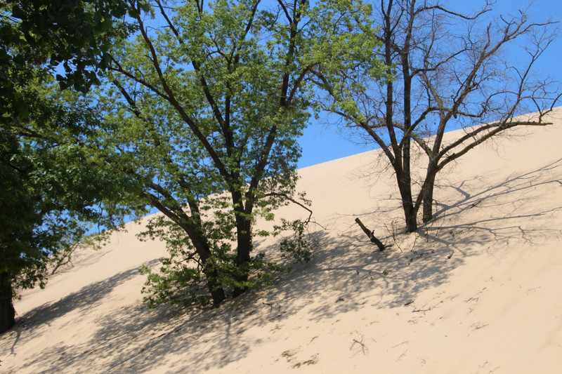 Sand Dunes of Nth East Indiana