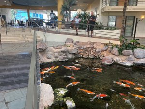 Koi fish in the atrium pools