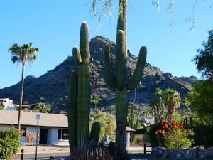 Typical cactus in Phoenix