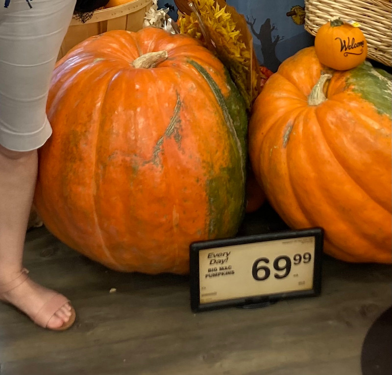 Pumpkins hip high. You could make a good soup with this !