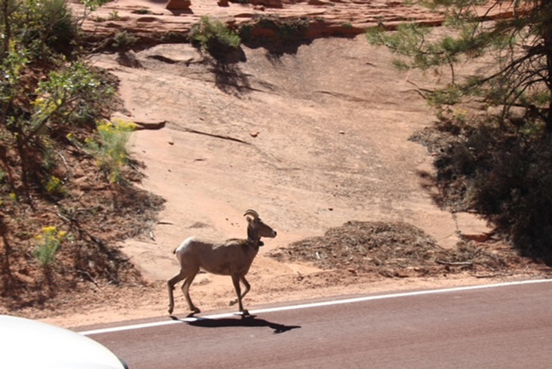 Native wildlife as we entered Zion National Park