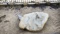 This is Plymouth Rock. Impressive ??