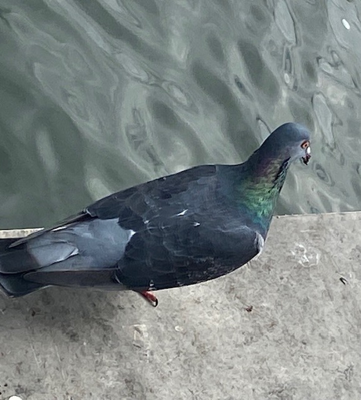 The pigeon with mysterious changing colour !