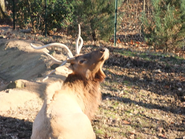 Elk at Memphis Zoo