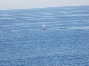 Whales alongside us !!