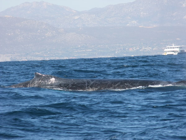 Whale # 2